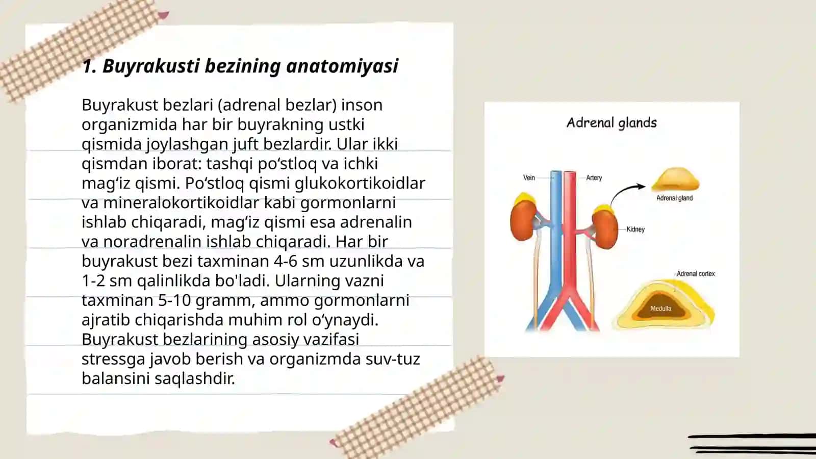 Buyrakusti bezining tuzilishi 3