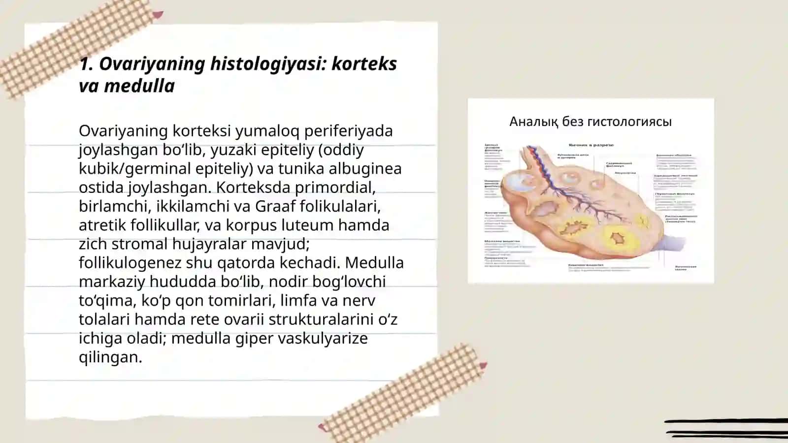 Ayollar reproduktiv tizimi Gistologiyasi hujayra va barcha tuzilmalari 3