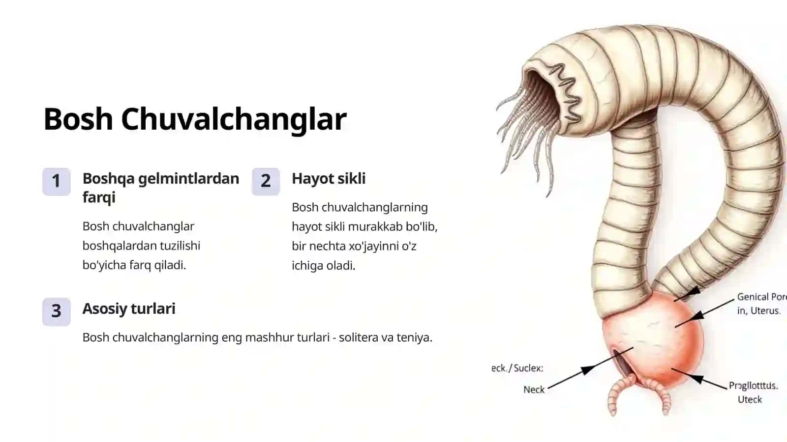 Biologiyadan Inson Sog'lig'i: Chuvalchanglar Guruhi 3