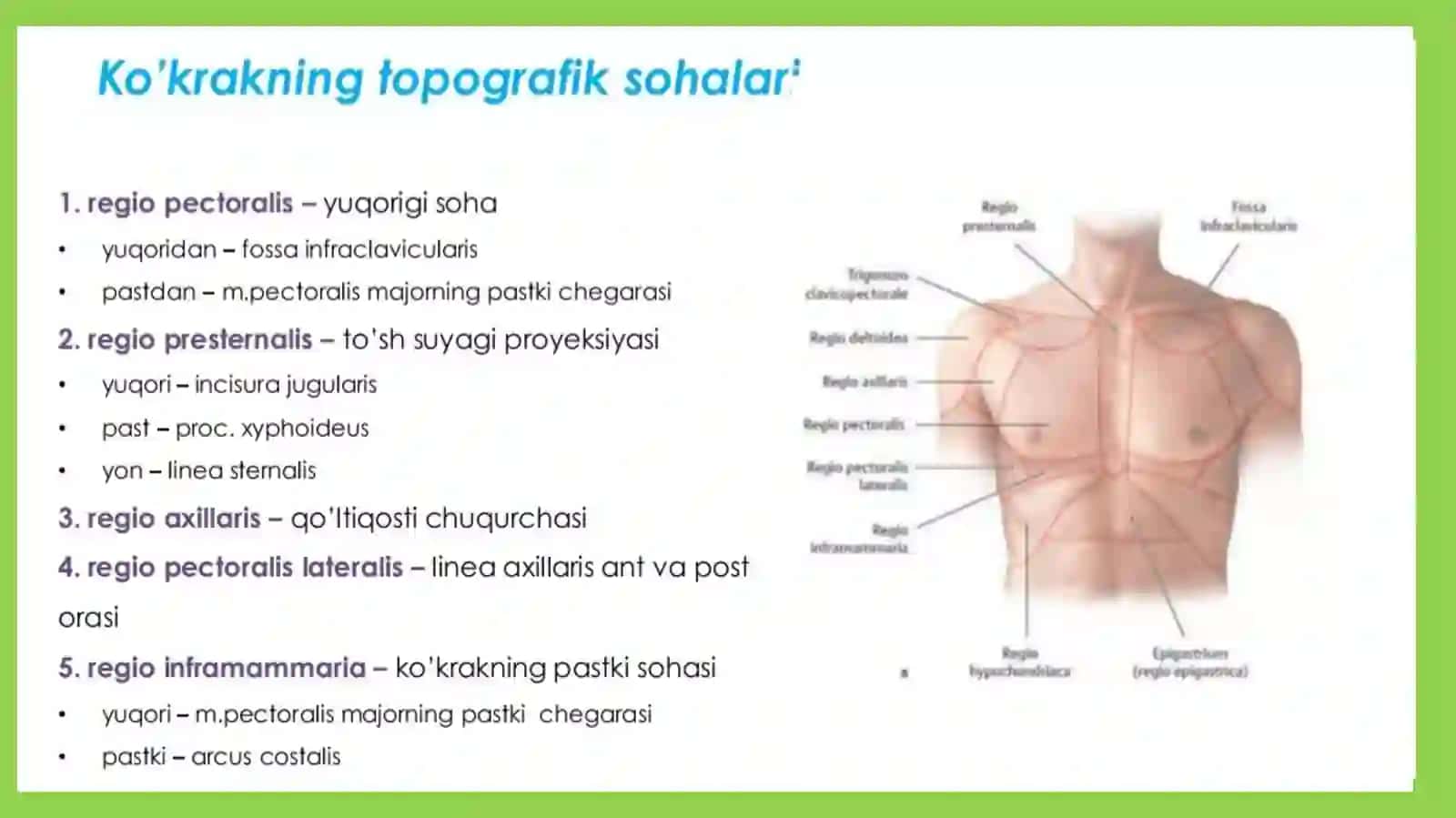 Kòkrak,diafragmavaqorinmuskullari 3
