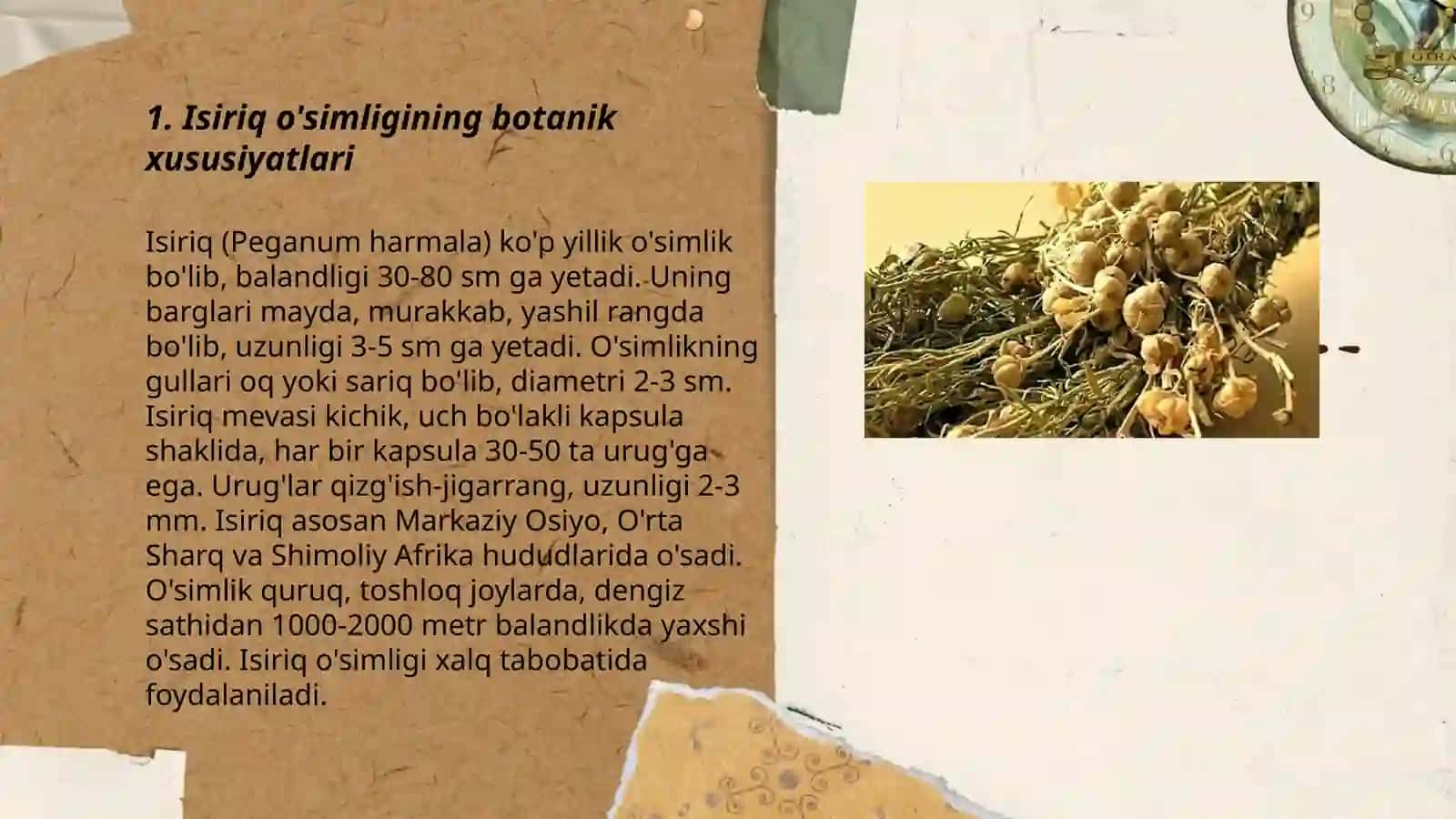 Isiriq o'simligining botanik xususiyatlari 3
