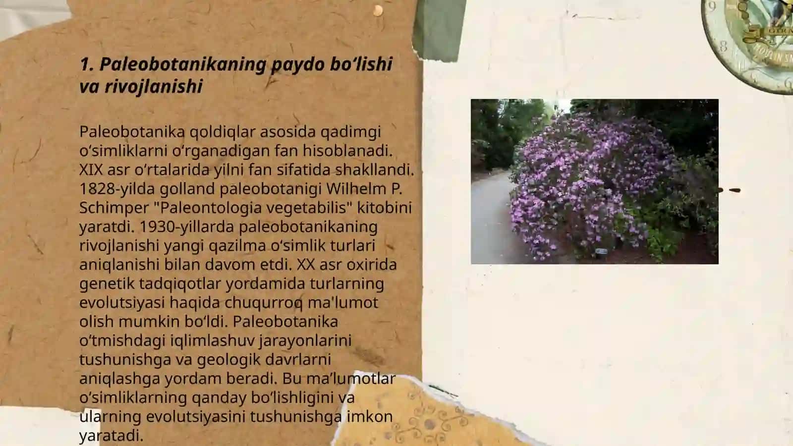 Plaunsimonlar ajdodining sistematik oʻrni umumiy tavsifi va dolzarbligi 3