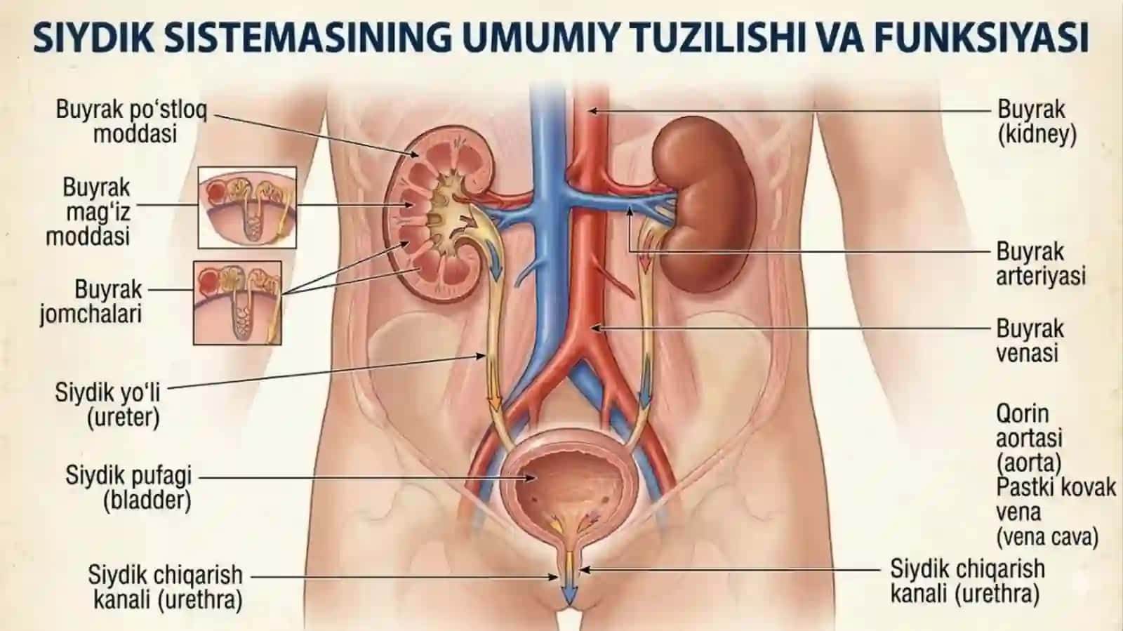 SIYDIK HOSIL BO’LISHI JARAYONLARI 3