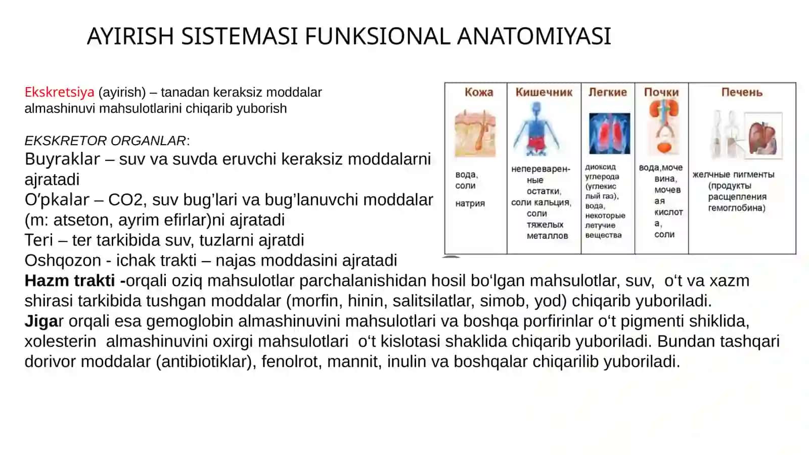 Ayirish sistemasi funksional anatomiyasi 3
