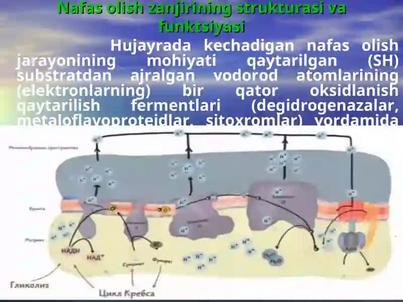 Nafas olish zanjiri.Oksidlanishlifosforlanish mexanizmi 3