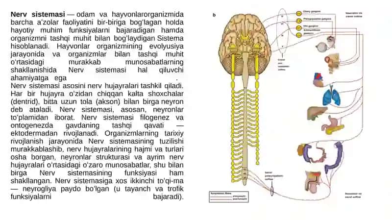 ODAM VA HAYVON FIZIOLOGIYASI 3