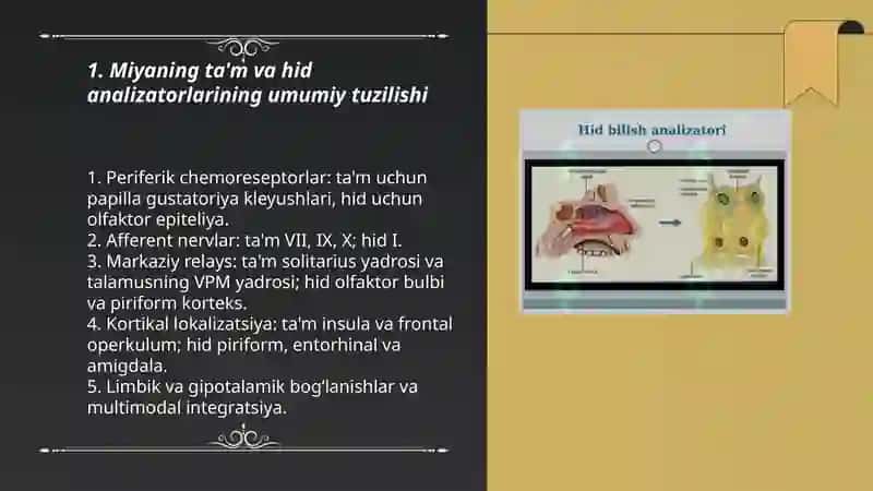 Miyaning ta'm va hid analizatorlari tam va hid bilish 3