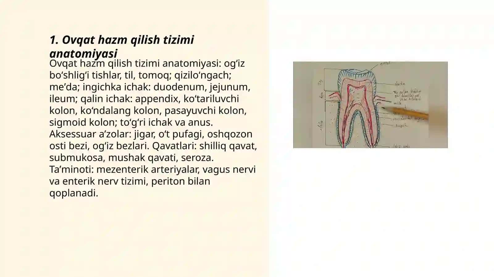 Ovqat hazm qilish tizimi anatomiyasi 3
