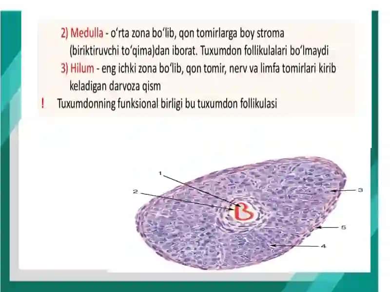 Jinsiytsiklninggormonalboshqariluvimexanizmi 3