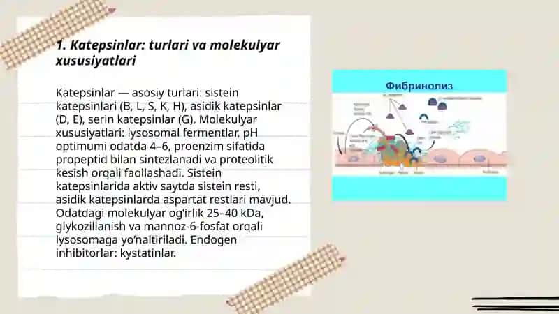Katepsinlar: turlari va molekulyar xususiyatlari 3