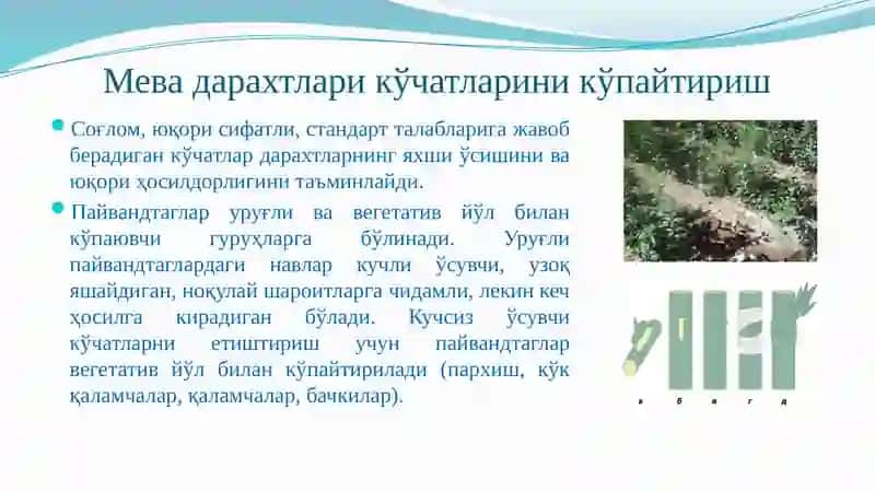 Мевали экинларнинг кўчатларини кўпайтириш усуллари ва етиштириш технологияси 3