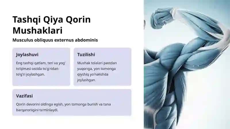Qorin Mushaklari va Ularning Qatlamlari 3