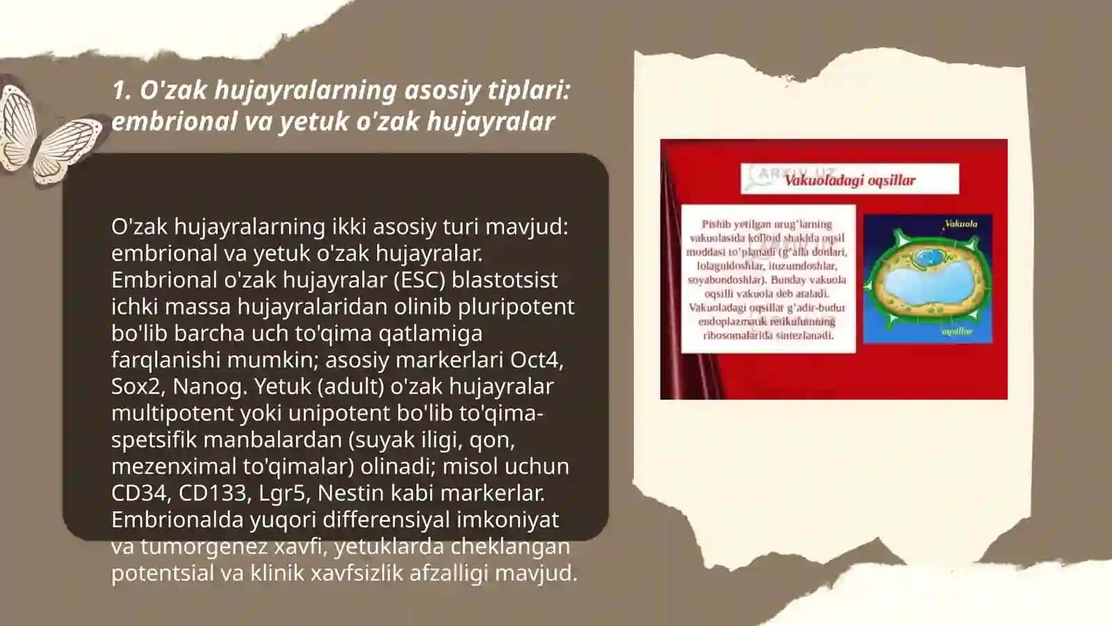O'zak hujayralarining rivojlanishi 3