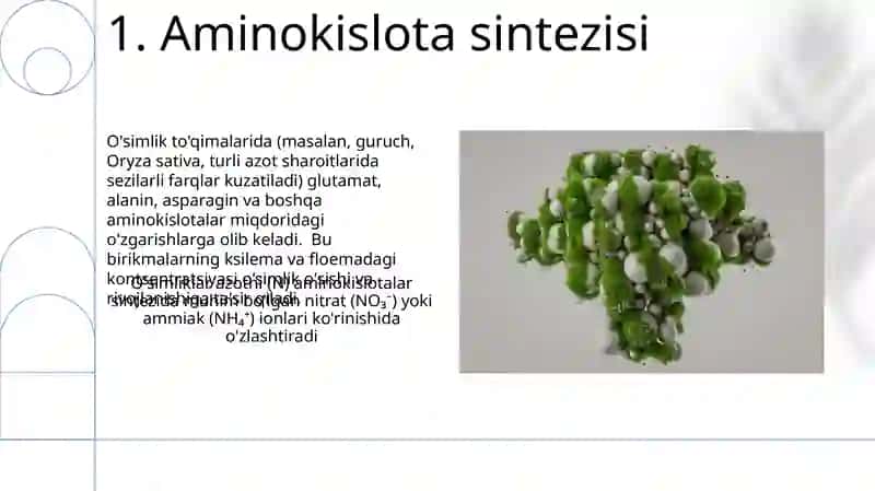 Azotning oʻsimliklardagi modda almashinuviga ta'siri 3
