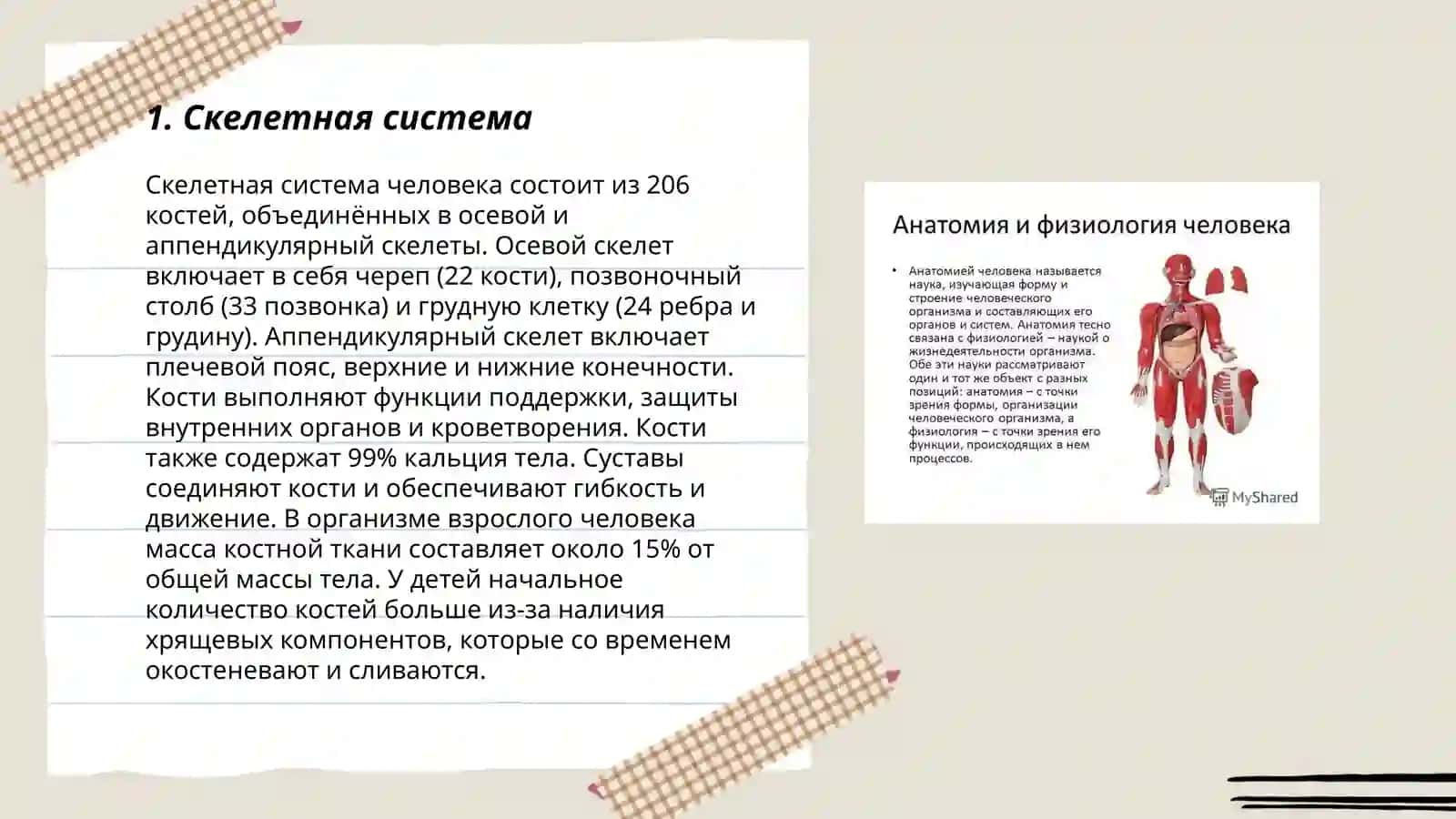 Анатомия и физиология человека 3