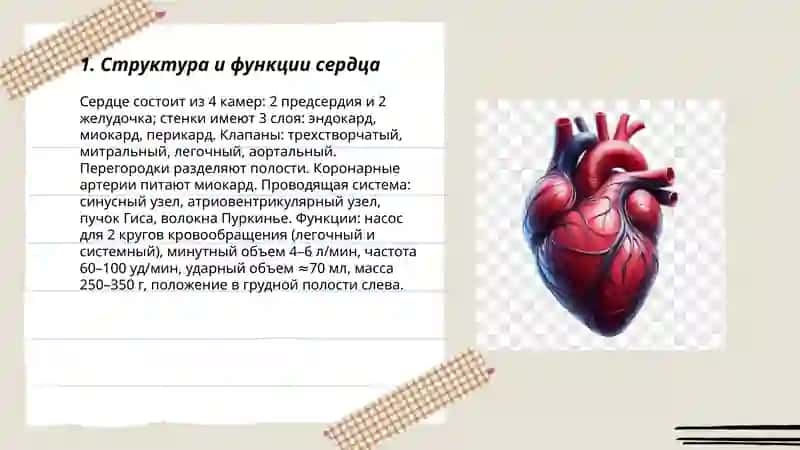 Система кровообращения 3
