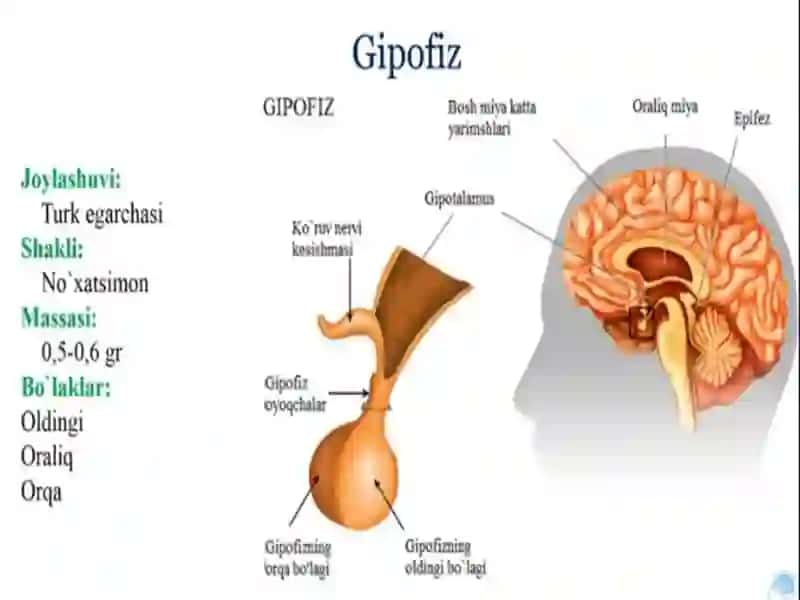 Yoshlar fiziologiyasi va gigiyenasi 3