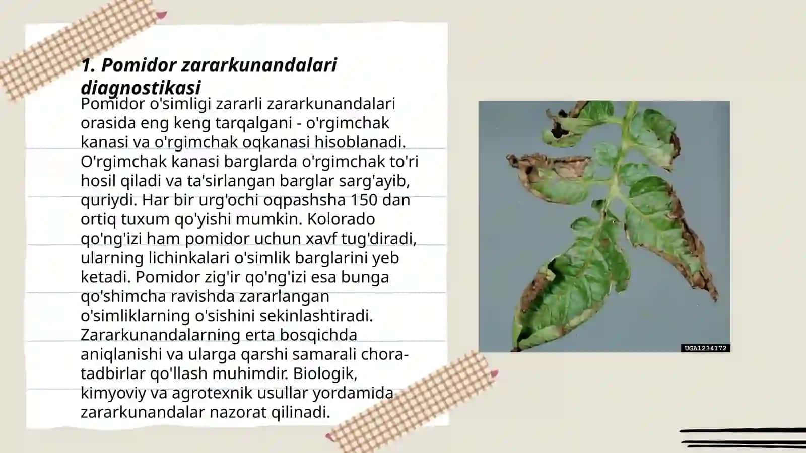 Pomidor zararkunandalariga qarshi tavsiya etilgan pestitsidni qòllash tajribasi sxemasini tuzish 3