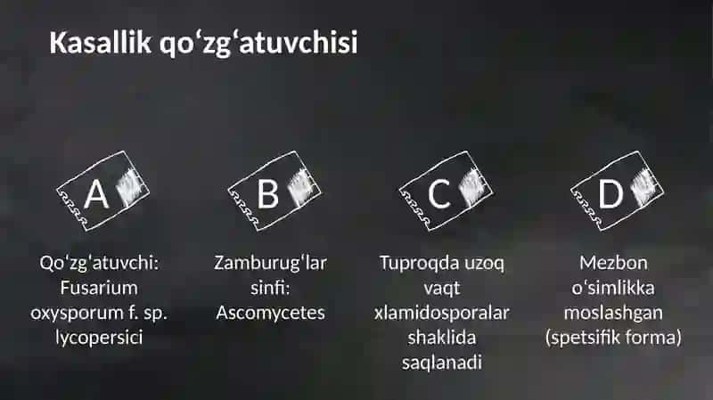 Pomidorning fuzarioz kasalligi 3