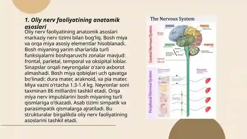 Oliy nerv faoliyatining tiplari.Inson organizmining tashqi muhit omillarining ta'sirlari 3