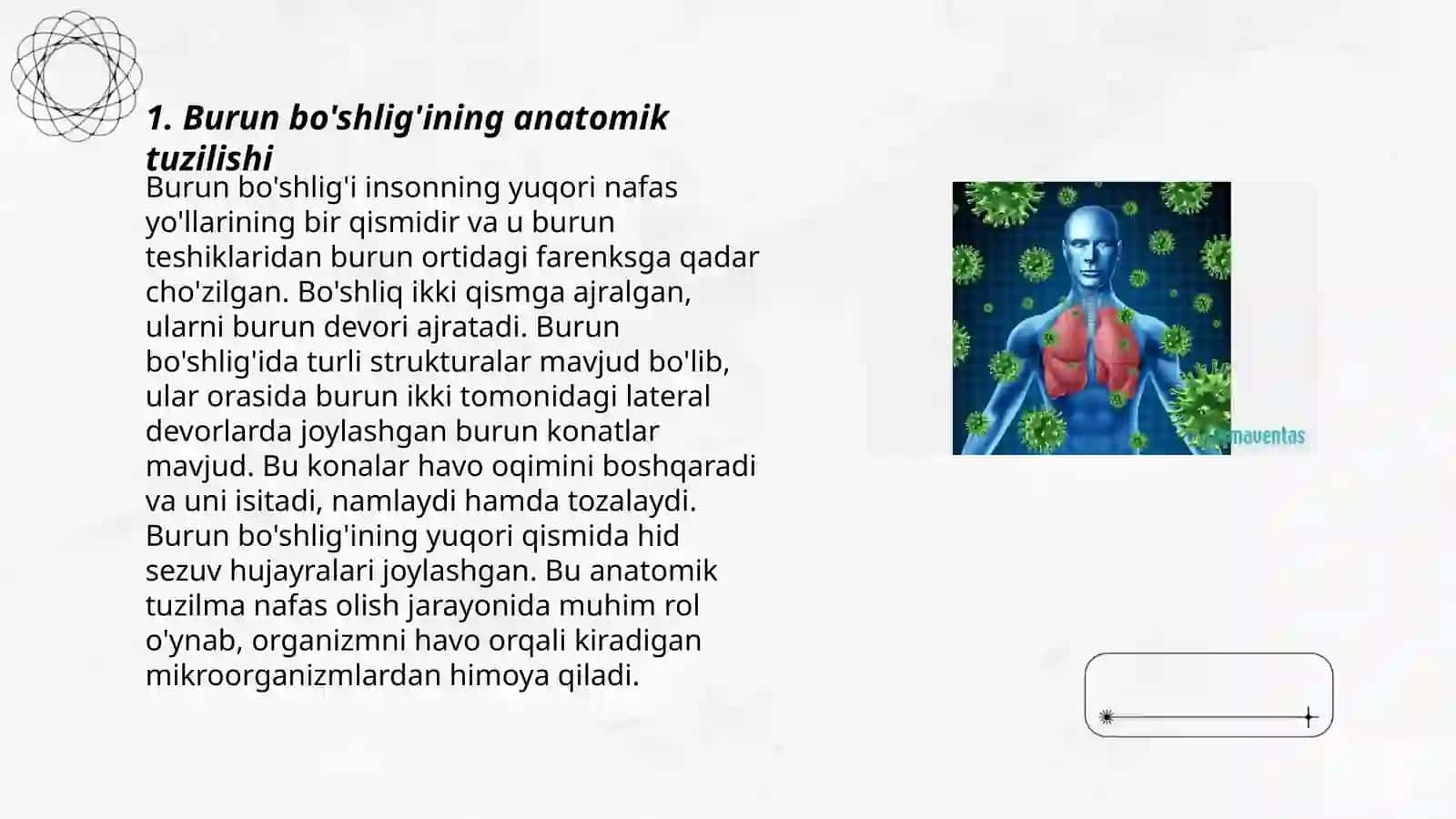 Burun bo'shlig'ining tuzilishi 3