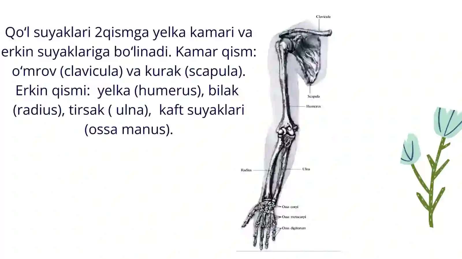 Qoʻl suyaklari ularning normal va variantli anatomiyasi, patalogiyasi 3