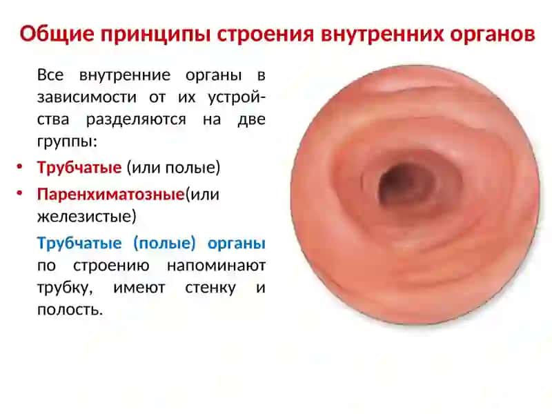 ОБЩАЯ СПЛАНХНОЛОГИЯ 3