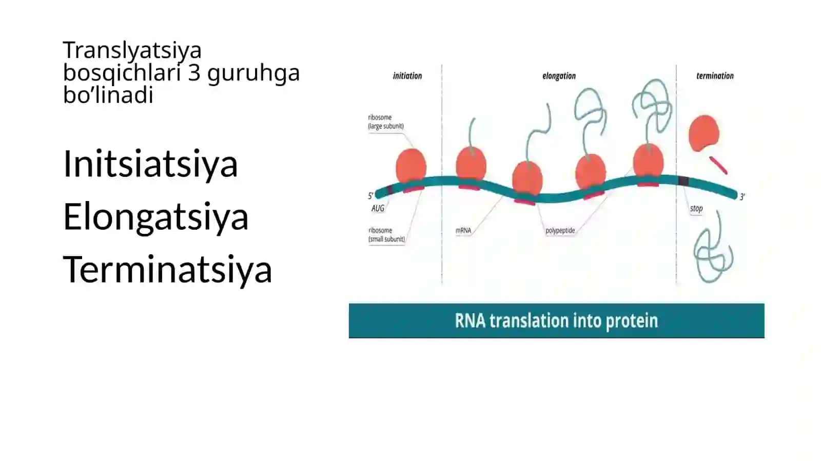 Oqsil biosintezi ingibitorlari dori vositalari, preparatlar va bakterial toksinlar 3