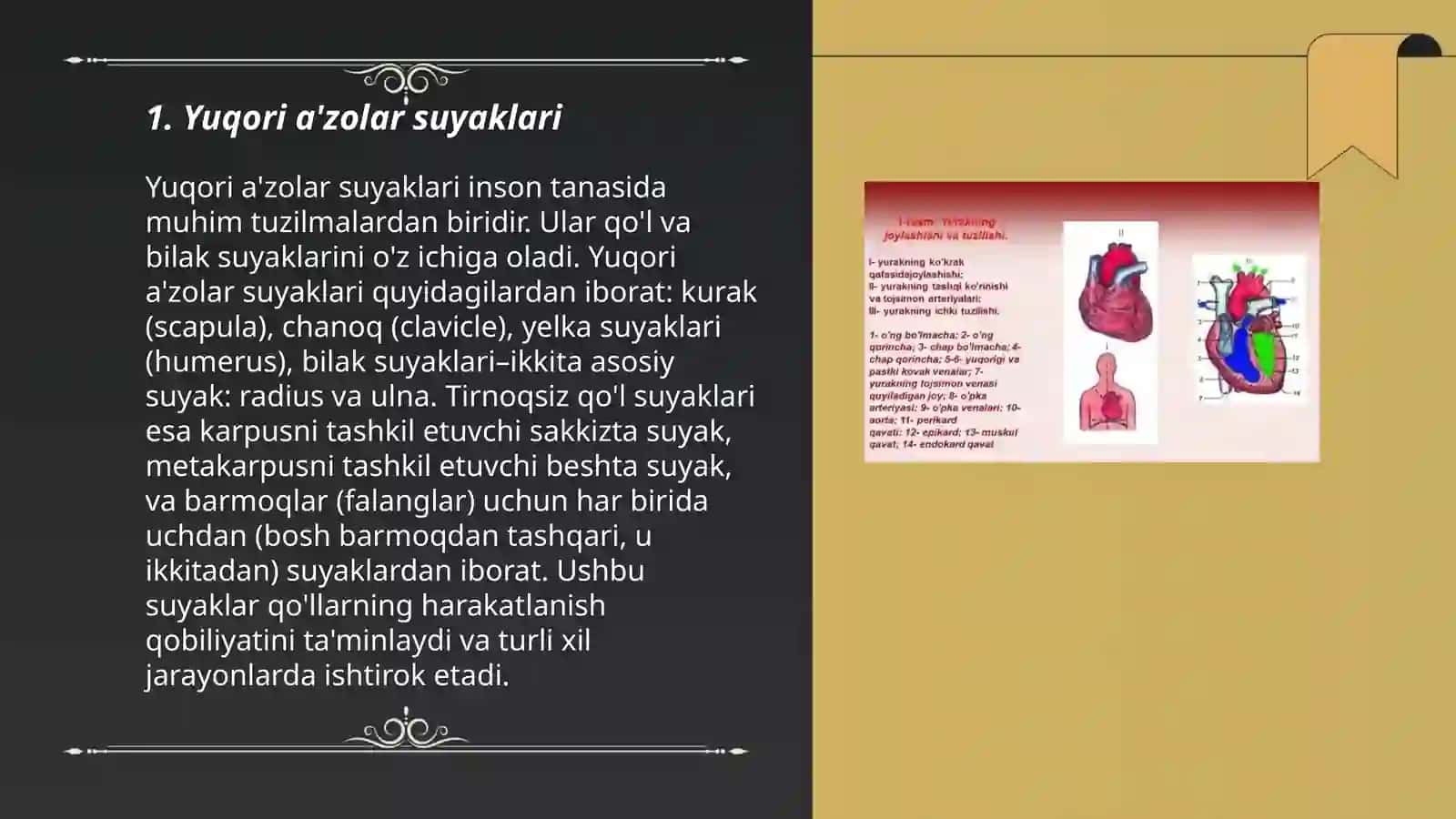 Tana bo'yin yuqori va pastki a'zolar tuzilishi 3