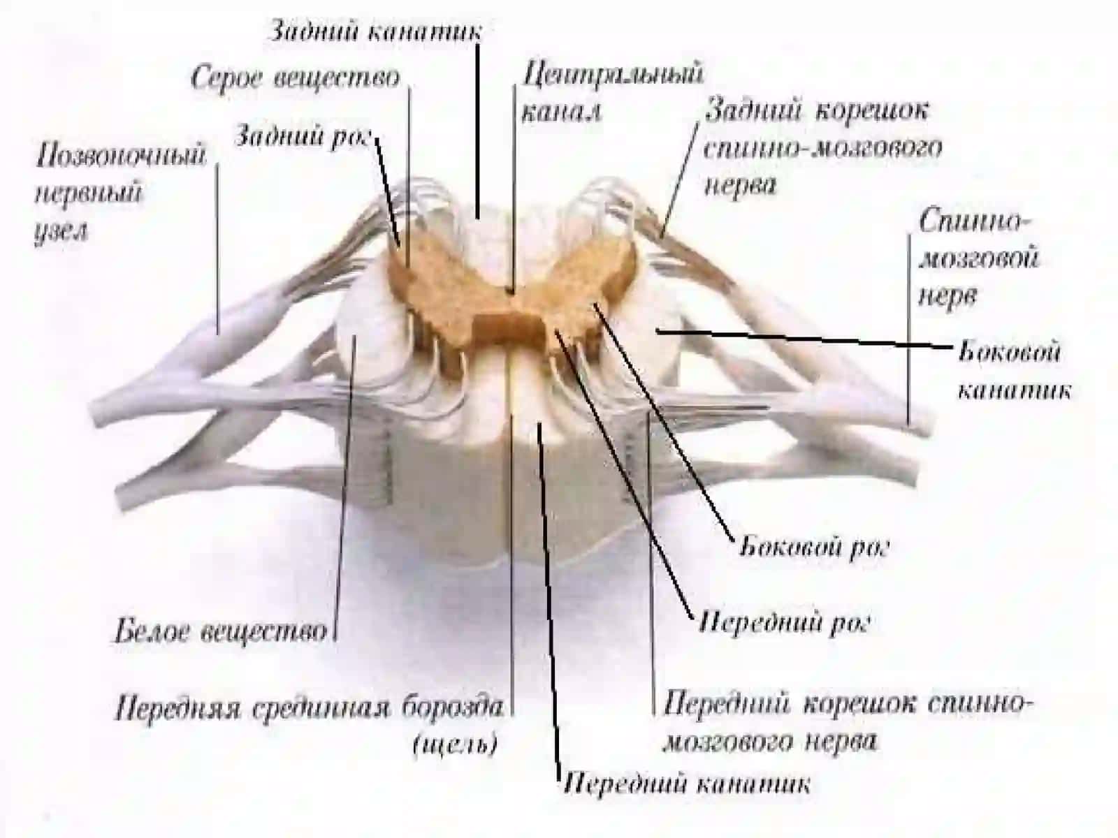 Orqa miya 3
