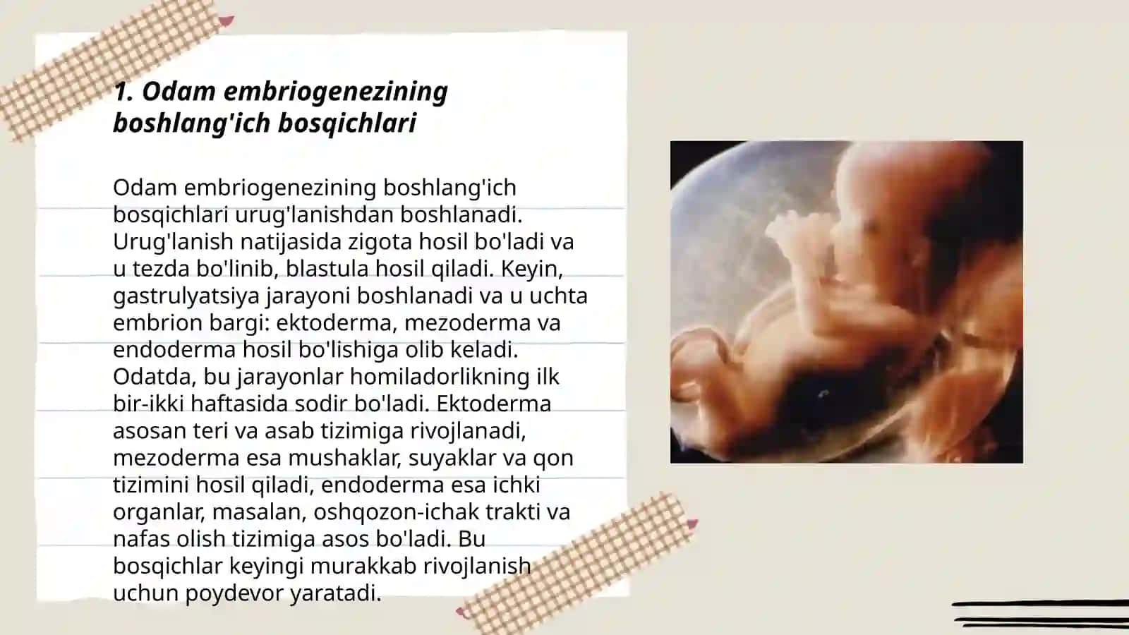 Odam embrogenezining rivojlanish bosqichlari gistalogiyasi 3
