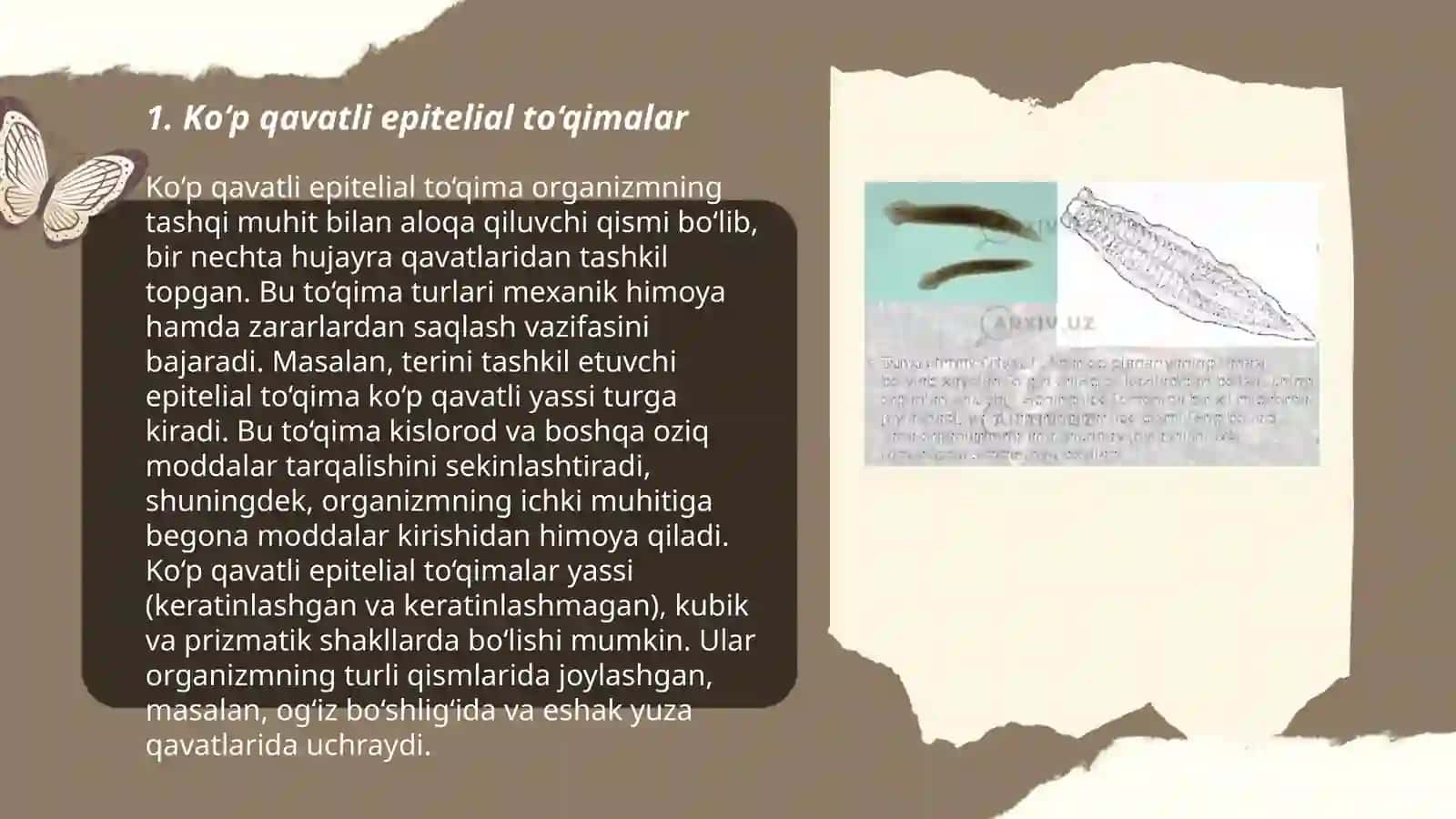 Kõp qavatli muguzlanmaydigan yassi epiteliyning qavatlari 3