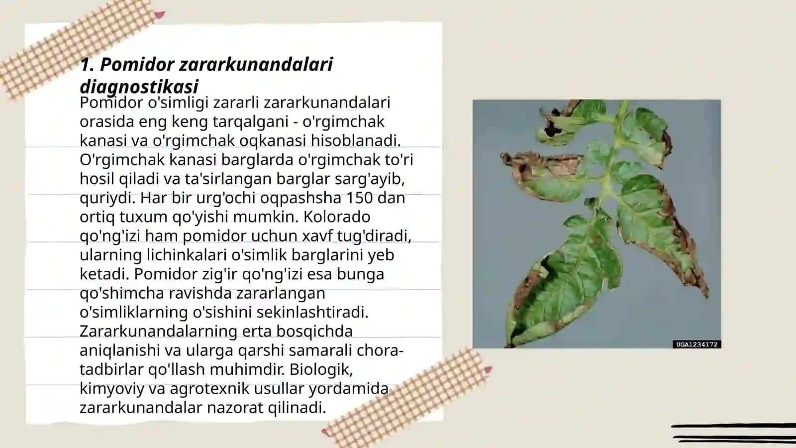 Pomidor zararkunandalariga qarshi tavsiya etilgan pestitsidni qòllash tajribasi sxemasini tuzish 3