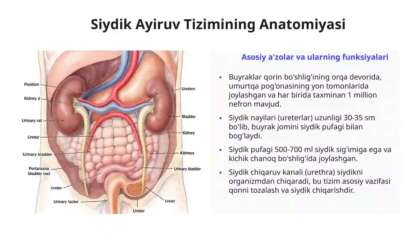 Siydik Ayiruv A'zolarining Rivojlanish Nuqsonlari 3