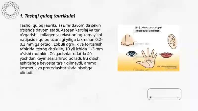 Inson tanasining yoshi bilan o'sishda davom etadigan qismlari 3