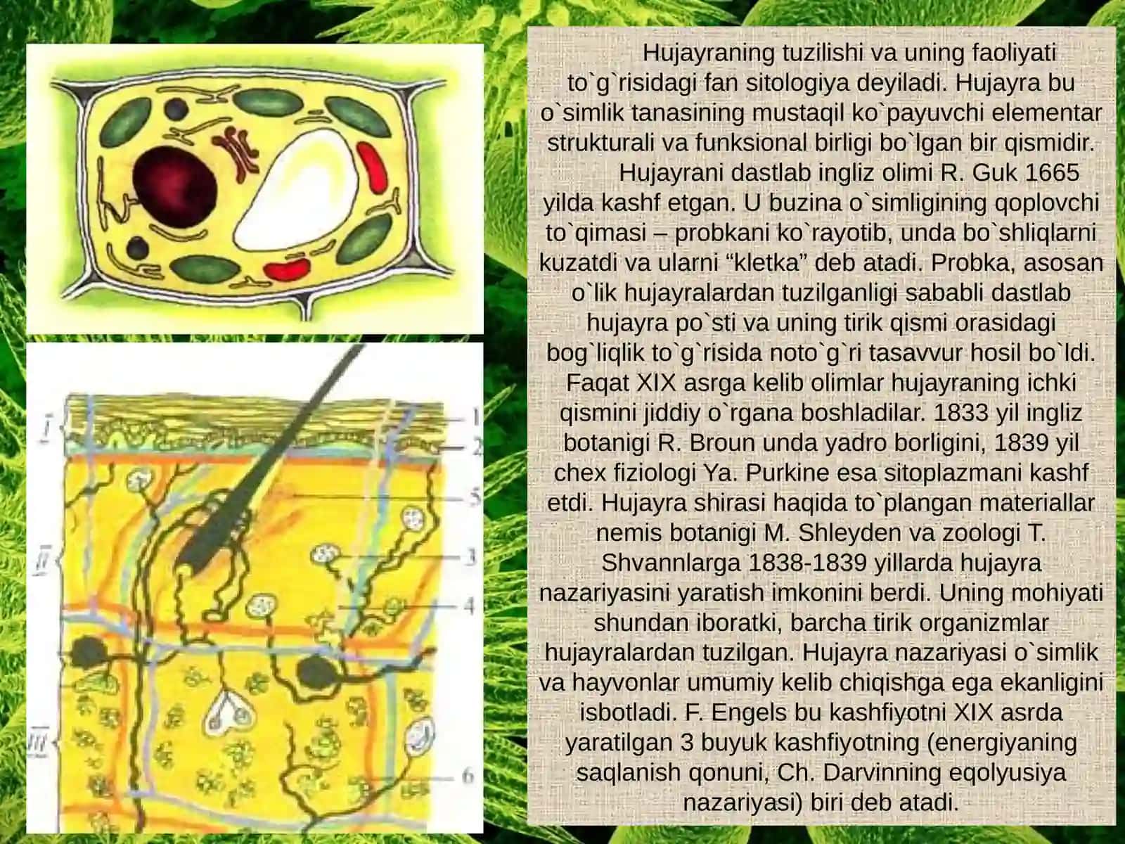 Hujayra 3