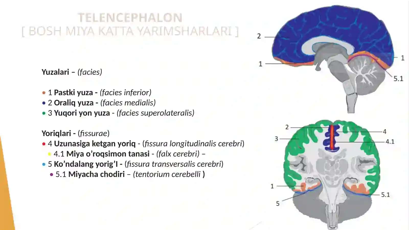 TELENCEPHALON[ BOSH MIYA KATTA YARIMSHARLARI ] 3