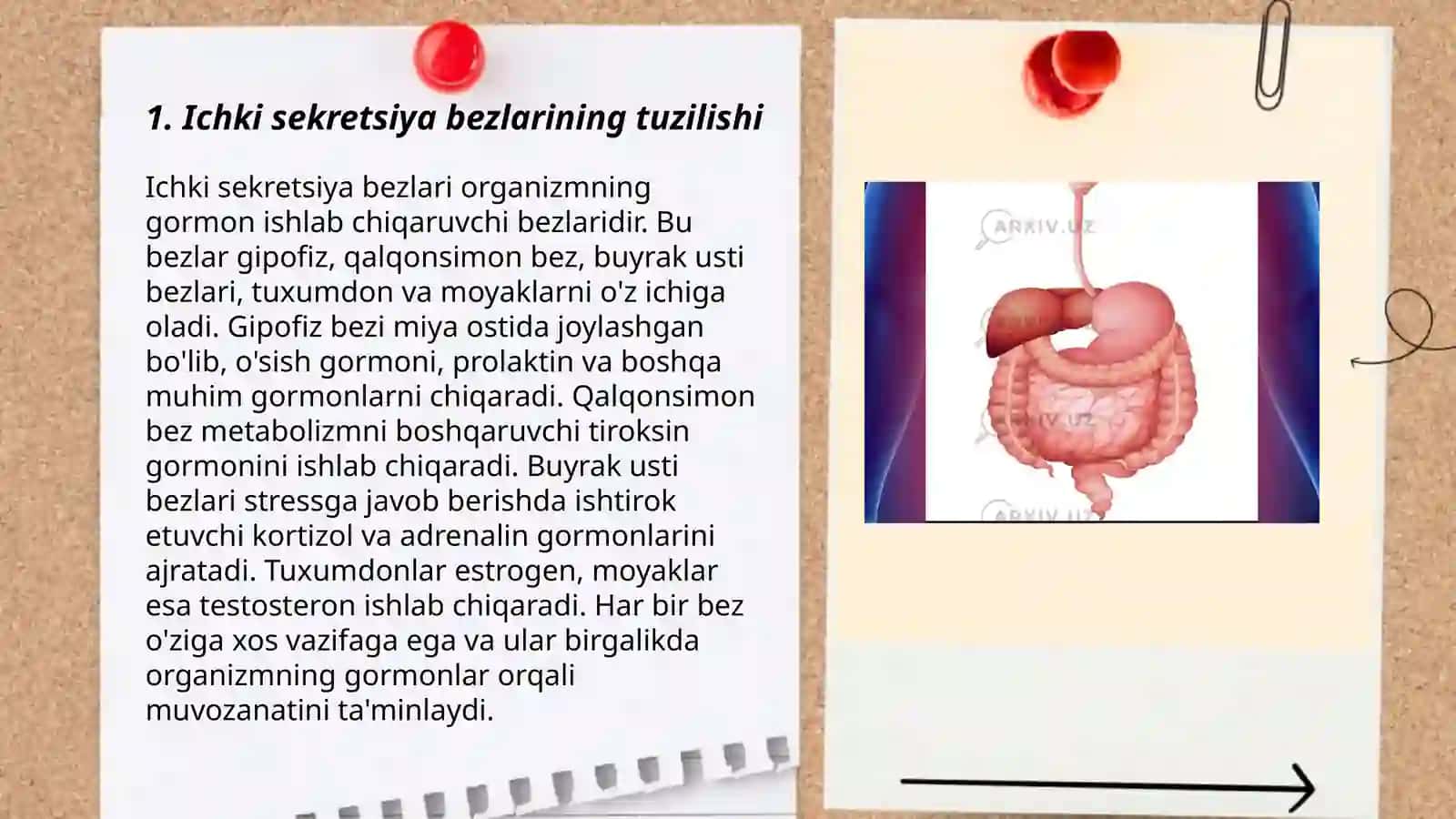 Ichki sekretsiya bezlari fiziologiyasi 3