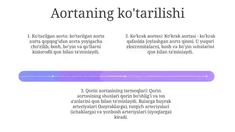 Ko'Krak Aortasi Va Qorin Aortasining Tarmoqlari 3