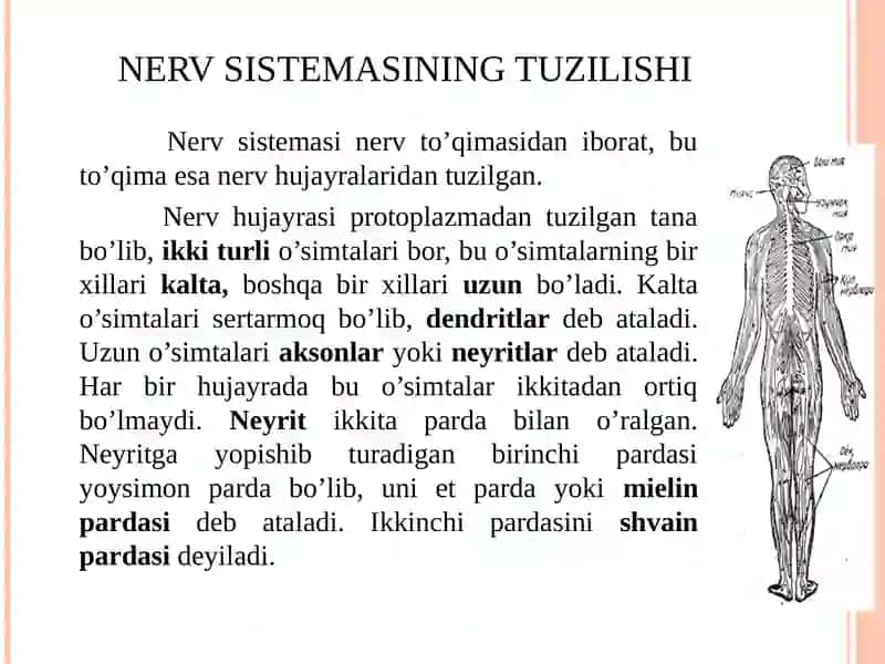 MAVZUXULQ-ATVORNING PSIXOFIZIOLOGIK ASOSI.ONG VA ONGSIZLIK 3