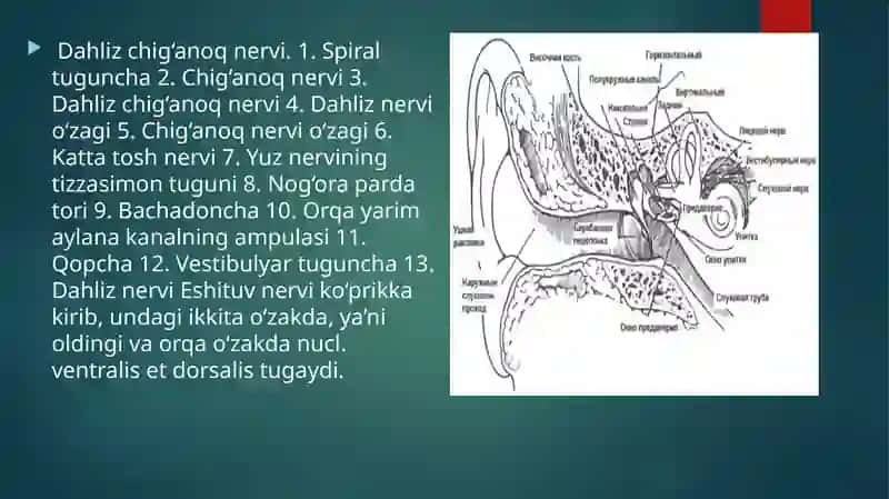 VIII JUFT DAHLIZ-CHIG‘ANOQ NERVI (n.vestibulocohlearis) 3