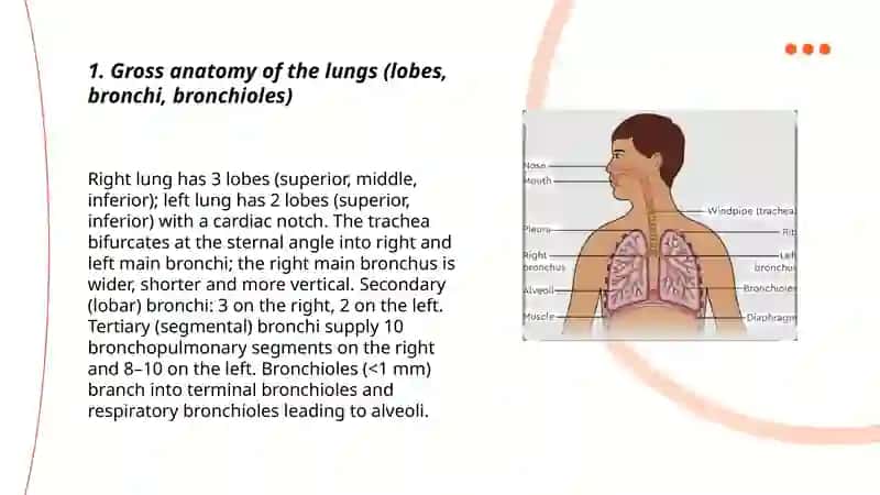 Lungs and their function 3