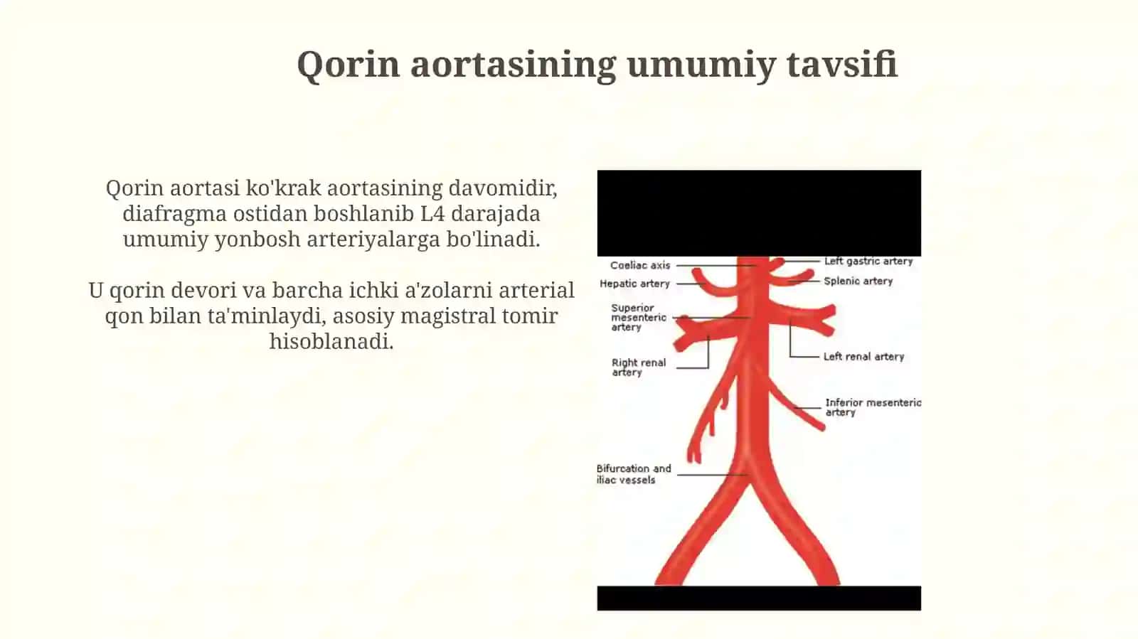 Qorin aortasining tarmoqlari. Ichki a'zolarning ta'minlanishining jarrohlikdagi ahamiyati o'ziga xosligi 3