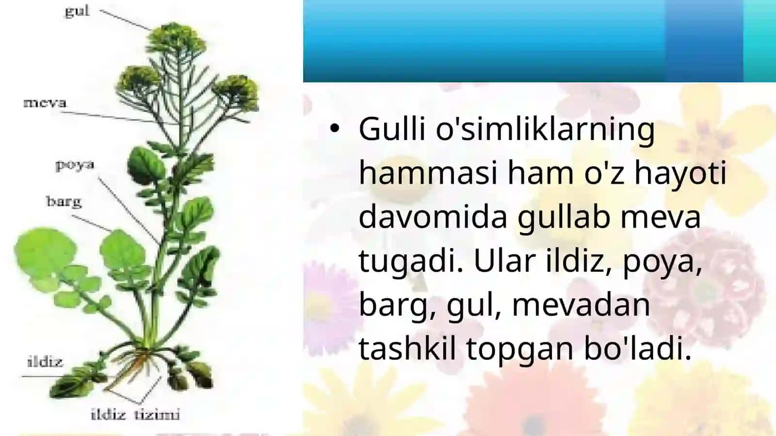 GULLIO'SIMLIKLAR BILAN UMUMIY TANISHISH 3