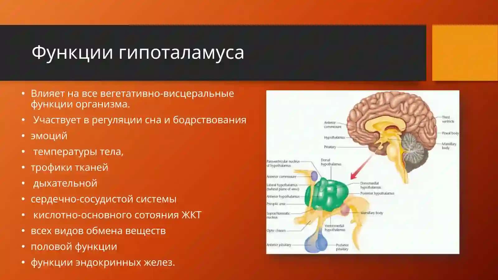 Гипоталамический синдром 3