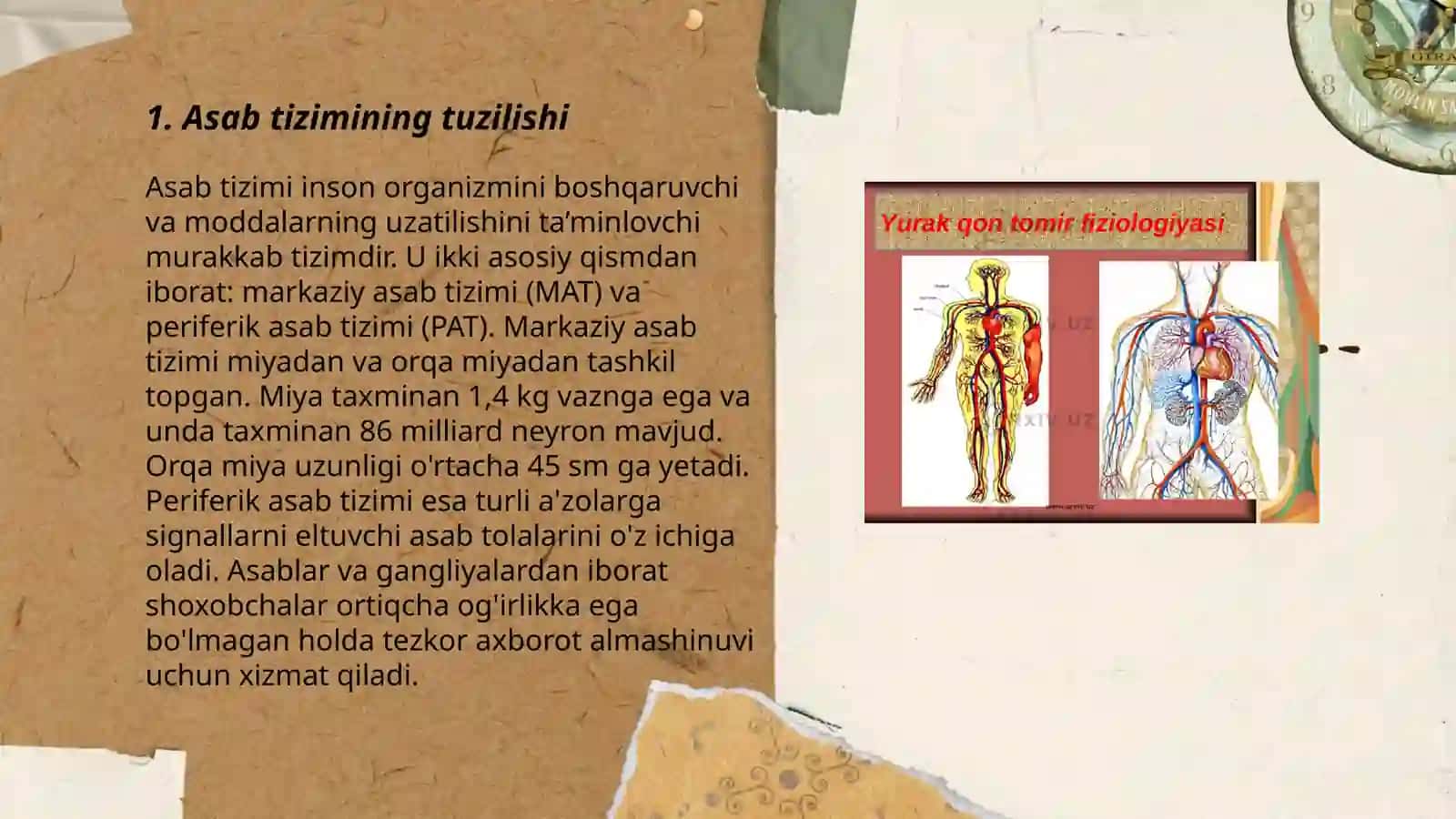 Nerv tizimi 3