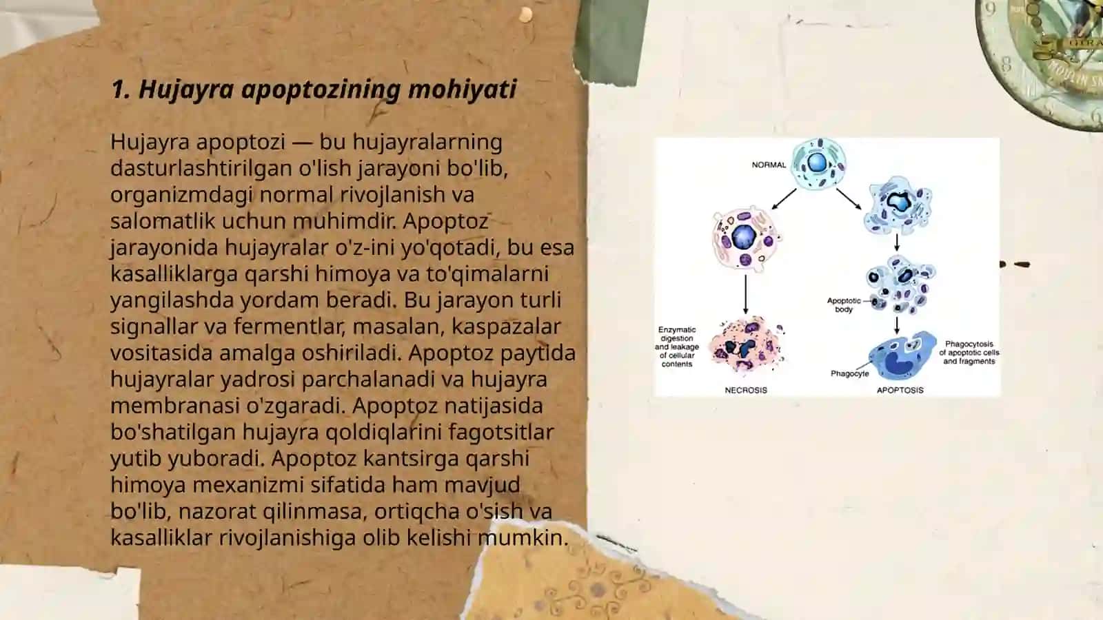 Hujayra apoptozi va uning biologik ahamiyati 3