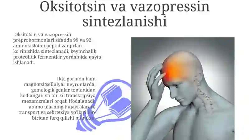 Gipotalamus neyrosekretsiyasining strukturaviy asoslari 3