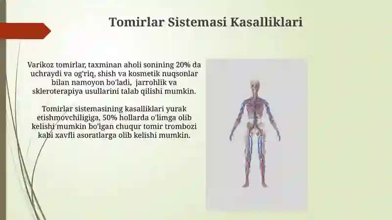 Tomirlar Tizimi Anatomiyasi 3