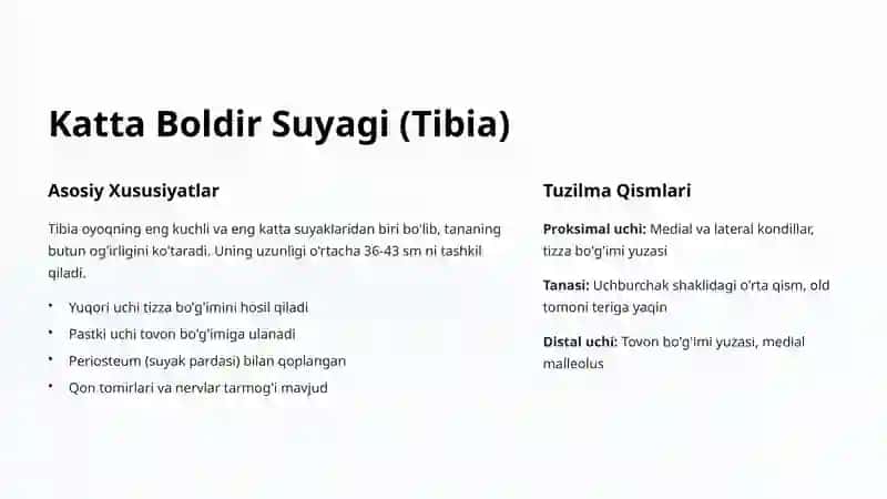 Oyoq Suyagi Yoylari Anatomiyasi 3